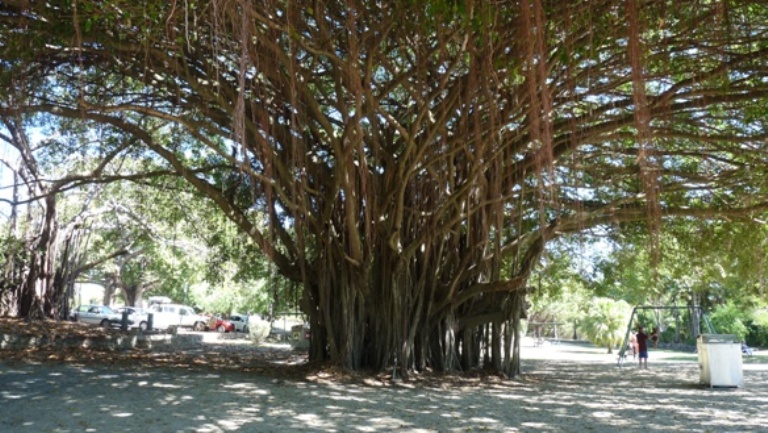 Curtain Fig Tree in Port Douglas